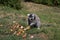 Front view of a katta with fruits in a zoo in germany