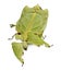 Front view of leaf insect, walking