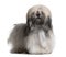 Front view of Lhassa Apso, standing