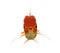 Front view of a Lion\'s head goldfish opening mouth