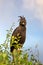 Front view of a long-crested eagle, lophaetus occipitalis, perched in a tree in Queen Elizabeth National Park, Uganda. Soft blue