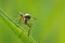 Front view macro close-up of a yellow Marsh Snipefly, Rhagio tringarius,