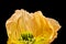 Front view macro of a single isolated aged yellow silk poppy blossom isolated on black background