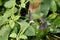 Front view of a malachit falter butterfly with closed wings and a flying malachit falter butterfly photographed in a glasshouse