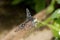 Front view of a malachit falter butterfly with half open wings photographed in a glasshouse