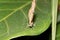 Front view of a malachit falter sitting on a green leaf