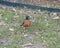 Front view of a male American robin standing in grass in Dallas, Texas