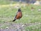 Front view of a male American robin standing in grass in Dallas, Texas