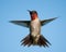 Front view of a male Hummingbird in flight