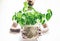 Front view of man holding potted fresh green basil plant