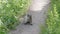 front view of a marmot at glacier national park