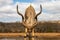 Front view of a mature male nyala drinking from a pool