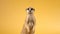 Front view of a Meerkat standing upright, Suricata suricatta, isolated. generative ai