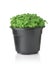 Front view of microgreen in black plastic pot