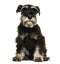 Front view of a Miniature Schnauzer sitting