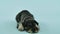 Front view of a mittelschnauzer lying with white headphones around his neck in the studio on a bluish background. The