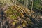 Front view of moss covered travertine stones created by mineral spring in forest, forming small water reservoirs.