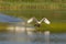 Front view mute swan cygnus olor running on water surface, spr