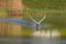 Front view mute swan cygnus olor takeoff, water surface, sprea