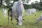 Front view of a Nellore bull eating green grass in the countryside of Brazil