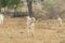 Front view of Nellore calf in a farm pasture in the countryside of Brazil