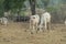 Front view of Nellore calf in a farm pasture in the countryside of Brazil