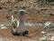 Front on view of a nesting blue-footed booby in the galalagos islands