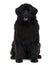 Front view of Newfoundland dog sitting