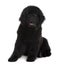 Front view of Newfoundland puppy, sitting