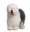 Front view of Old English Sheepdog, standing