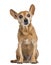 Front view of an old German pinscher, 13 years old