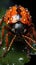 Front view of orange beetle bug macro shot with water drops