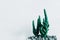 Front view. ornamental plant background closeup cactus in vase w