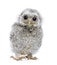Front view of a owlet looking at the camera - Athe