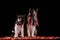 Front view of a pair of American Akitas sitting in the studio on red fallen leaves against a black background. Autumn