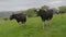 Front view of a pair of dairy cows