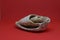 Front view of a part of marine fossil Strombus Bobonius on red background