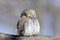 Front view of perching Pygmy Owl in spring