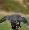 Front view of a peregrine falcon eating with wings open on Grouse Mountain in Vancouver, Canada