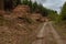 A front on view of a pile of freshly cut trees striped of branches and prepared for the saw mill part of the logging industry in