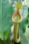 Front view of pitcher cup of Nepenthes family carnivorous plant, called tropical pitcher plant.