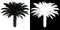 Front view of plant Cycas Revolutas Palm Tree tree png with alpha channel to cutout made with 3D render