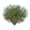 Front view of Plant  Ivory Halo Dogwood Cornus Alba â€˜Bailhalo 1 Tree white background 3D Rendering Ilustracion 3D