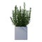 Front view of Plant Potted Vase with Indoor Plant 4 Tree white background 3D Rendering Ilustracion 3D