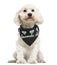 Front view of a Poodle wearing a bandana, sitting