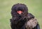 Front view portrait of an bateleur eagle