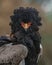 Front view portrait of an beautiful Bateleur Eagle Terathopius ecaudatus. Bateleur Eagle head and shoulders profile.