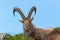 Front view portrait lying male alpine ibex capricorn