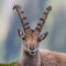 Front view portrait male capricorn ibex lying, looking