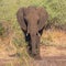 Front view portrait natural african elephant loxodonta africana grazing